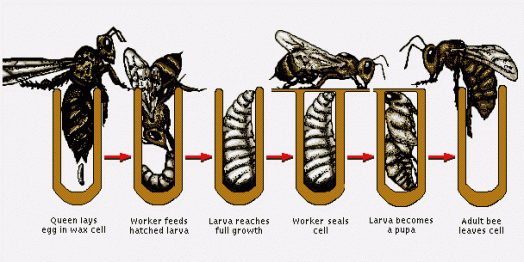 Lebah pekerja