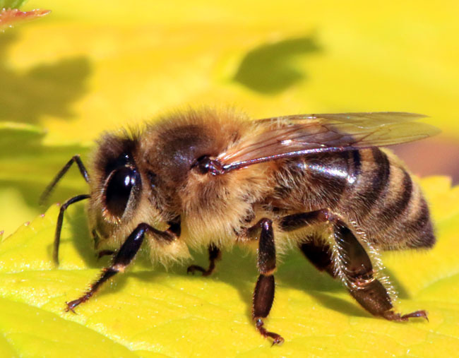 klasifikasi lebah madu