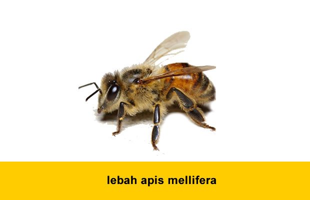 lebah apis mellifera